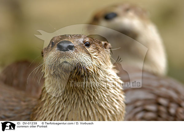 Fischotter Portrait / common otter Portrait / DV-01239