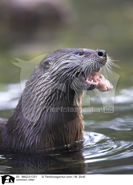common otter / MAZ-01251