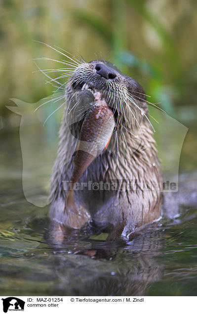 Fischotter / common otter / MAZ-01254