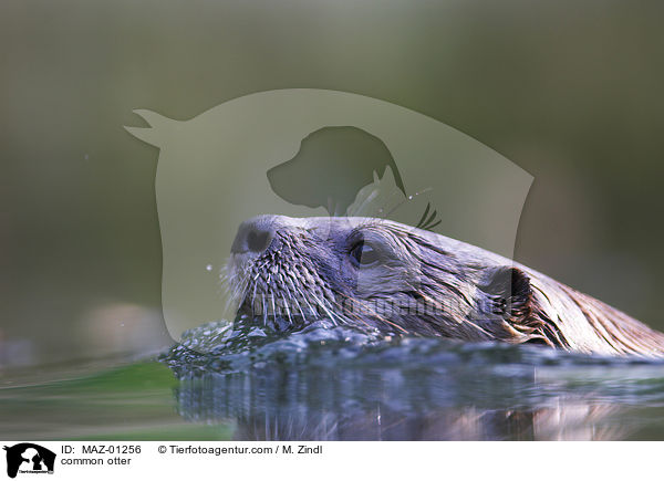 common otter / MAZ-01256