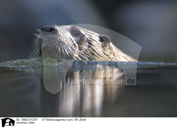 Fischotter / common otter / MAZ-01257