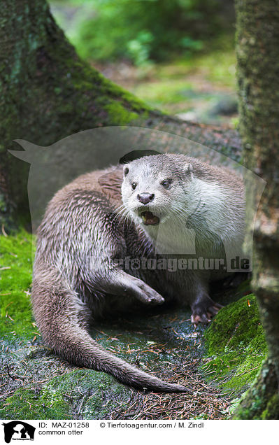 Fischotter / common otter / MAZ-01258