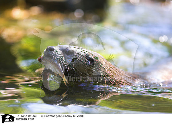 Fischotter / common otter / MAZ-01263