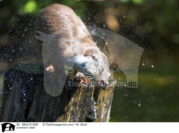 Fischotter / common otter / MAZ-01266