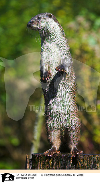 Fischotter / common otter / MAZ-01268