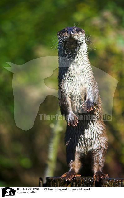 Fischotter / common otter / MAZ-01269