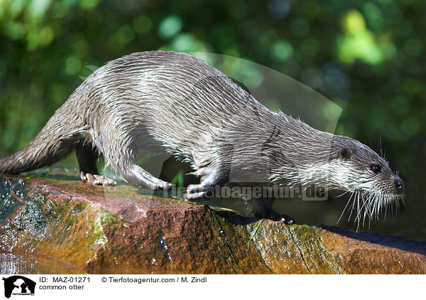 Fischotter / common otter / MAZ-01271