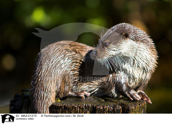 Fischotter / common otter / MAZ-01275