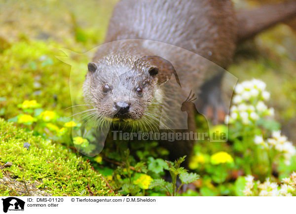 Fischotter / common otter / DMS-01120
