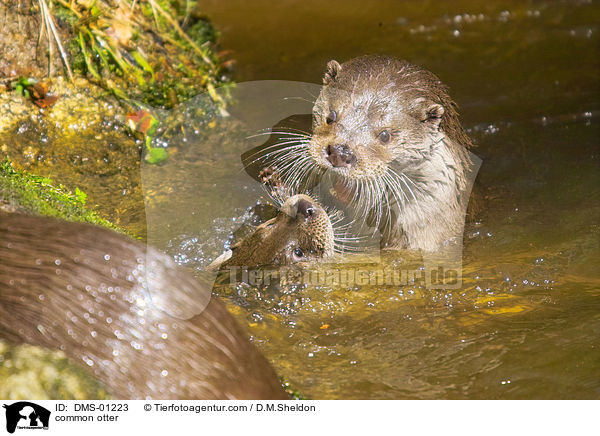 Fischotter / common otter / DMS-01223