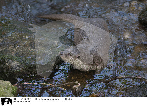 Fischotter / European otter / THA-02358