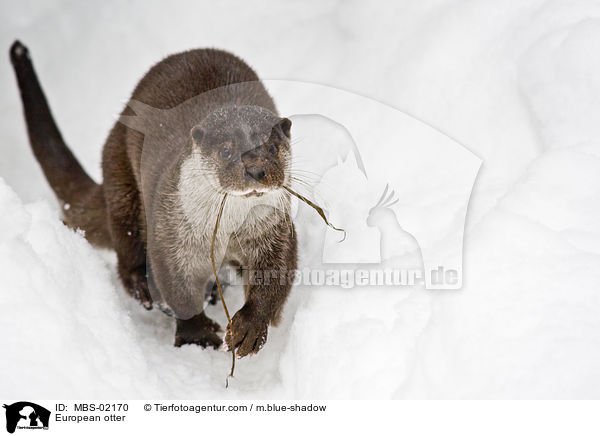 Fischotter / European otter / MBS-02170