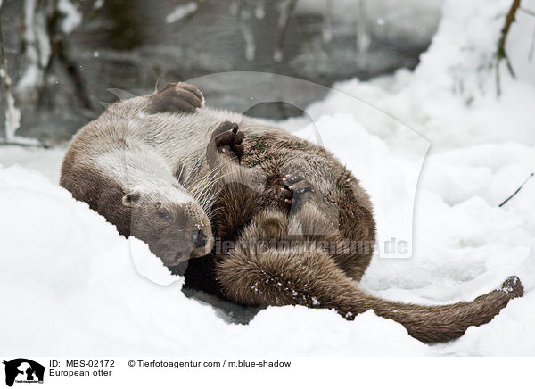 Fischotter / European otter / MBS-02172
