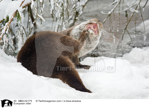 Fischotter / European otter / MBS-02175