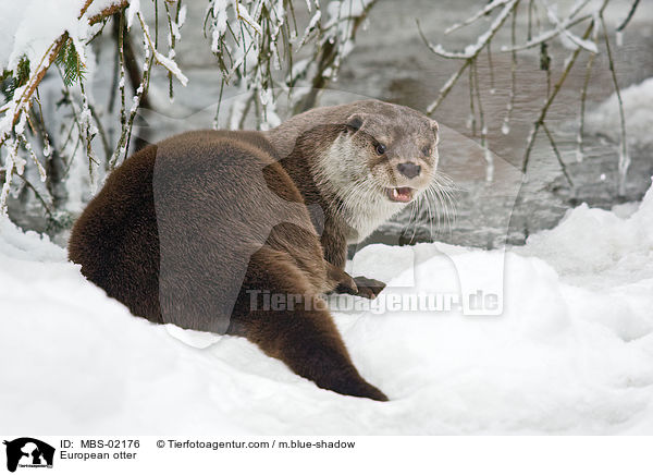 Fischotter / European otter / MBS-02176