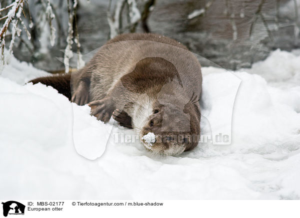 Fischotter / European otter / MBS-02177