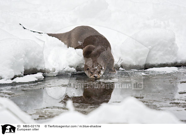 Fischotter / European otter / MBS-02178