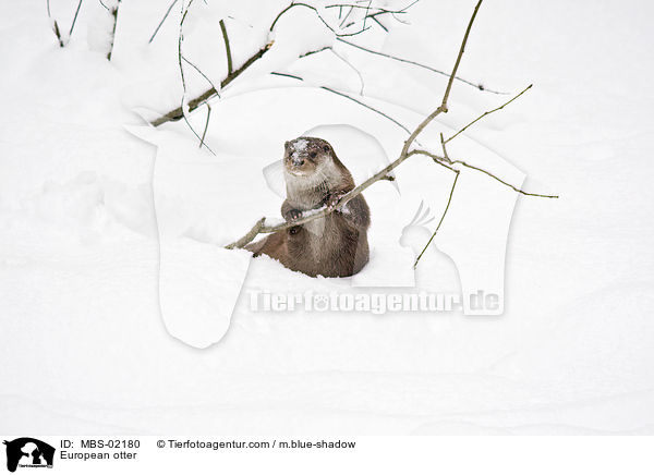Fischotter / European otter / MBS-02180