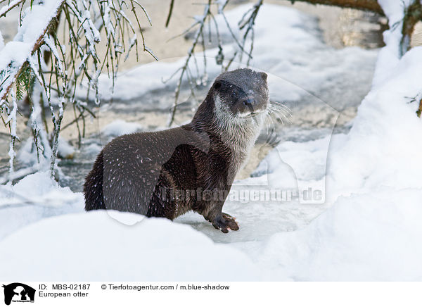 Fischotter / European otter / MBS-02187