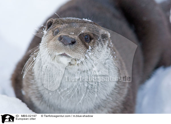 Fischotter / European otter / MBS-02197