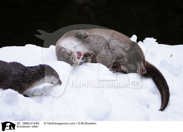 Fischotter / European otter / DMS-01485