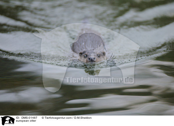 Fischotter / european otter / DMS-01487
