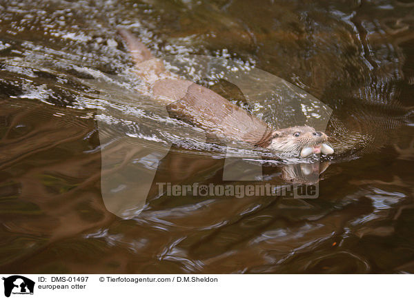 Fischotter / european otter / DMS-01497