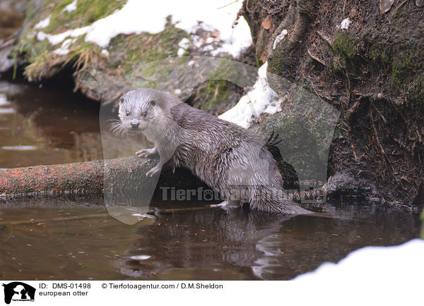 Fischotter / european otter / DMS-01498