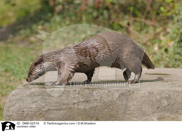 Fischotter / common otter / DMS-02019