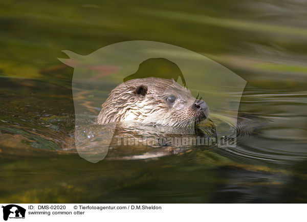 schwimmender Fischotter / swimming common otter / DMS-02020