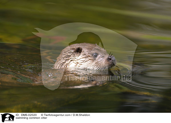 swimming common otter / DMS-02020