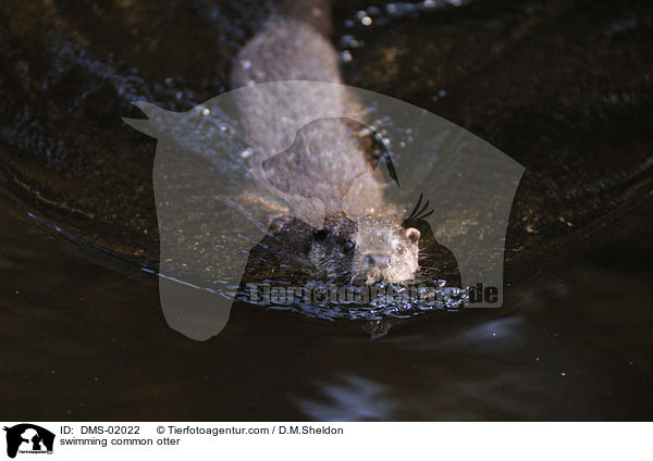 swimming common otter / DMS-02022
