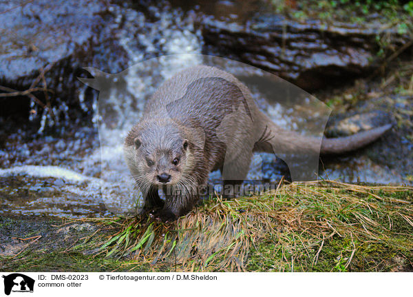 Fischotter / common otter / DMS-02023