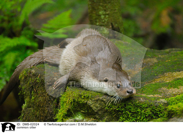 Fischotter / common otter / DMS-02024