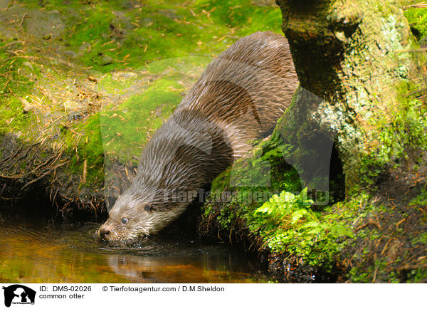Fischotter / common otter / DMS-02026