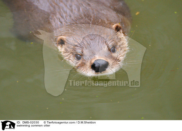 schwimmender Fischotter / swimming common otter / DMS-02030