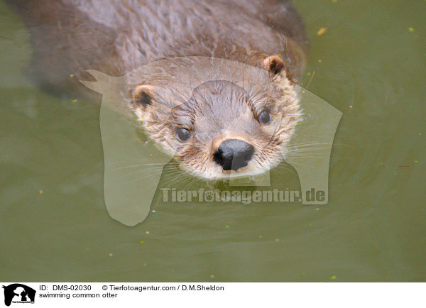 swimming common otter / DMS-02030