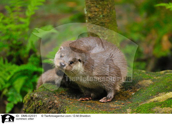 common otter / DMS-02031