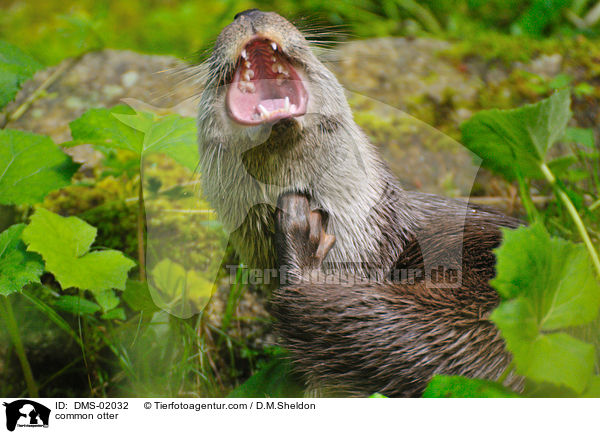 Fischotter / common otter / DMS-02032
