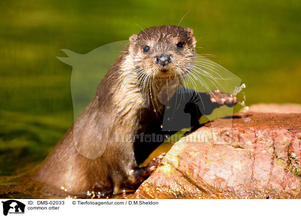 Fischotter / common otter / DMS-02033