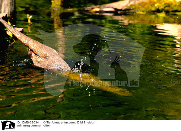 schwimmender Fischotter / swimming common otter / DMS-02034