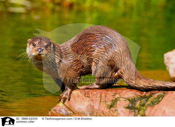 Fischotter / common otter / DMS-02035
