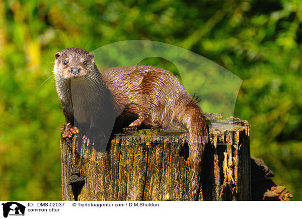 common otter / DMS-02037