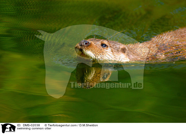 swimming common otter / DMS-02038