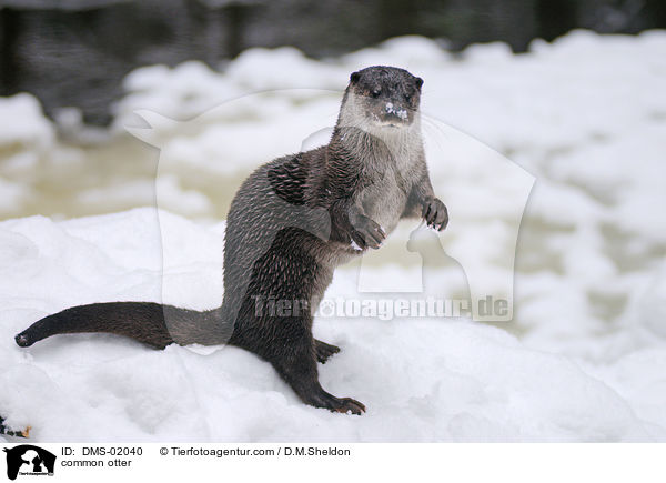 Fischotter / common otter / DMS-02040