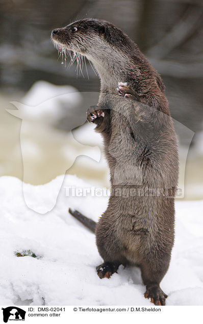 Fischotter / common otter / DMS-02041