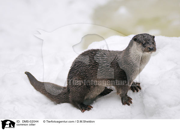 common otter / DMS-02044