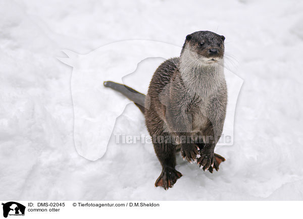 common otter / DMS-02045