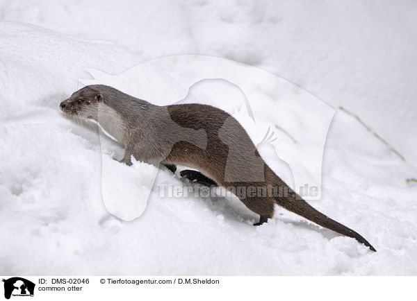 Fischotter / common otter / DMS-02046