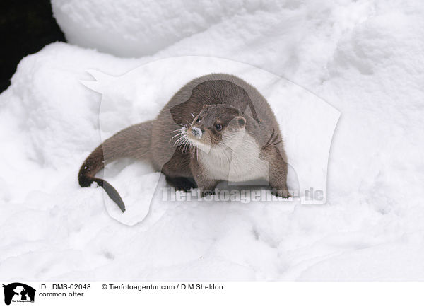 common otter / DMS-02048